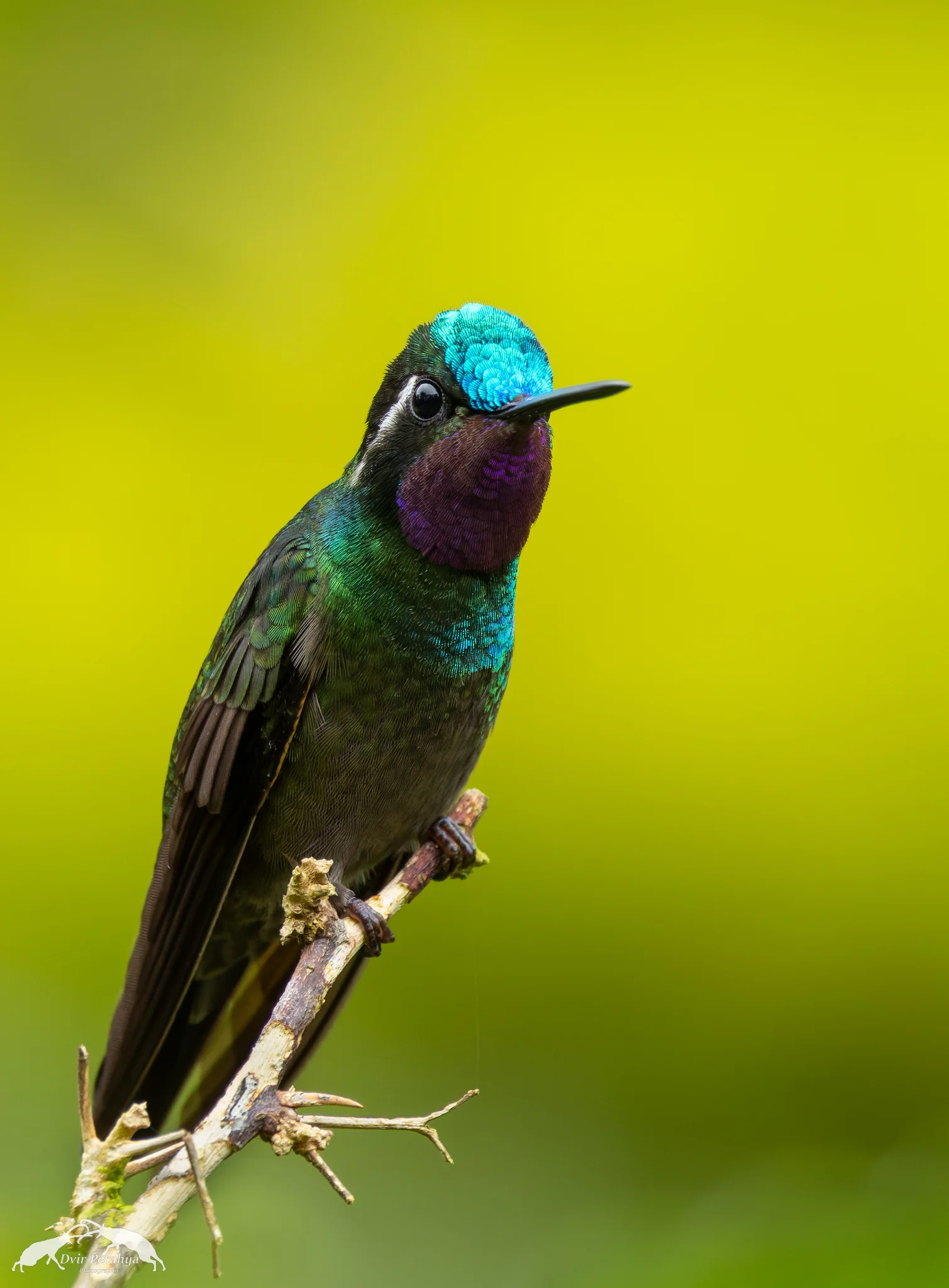 Hummingbird, Costa Rica Rainforest